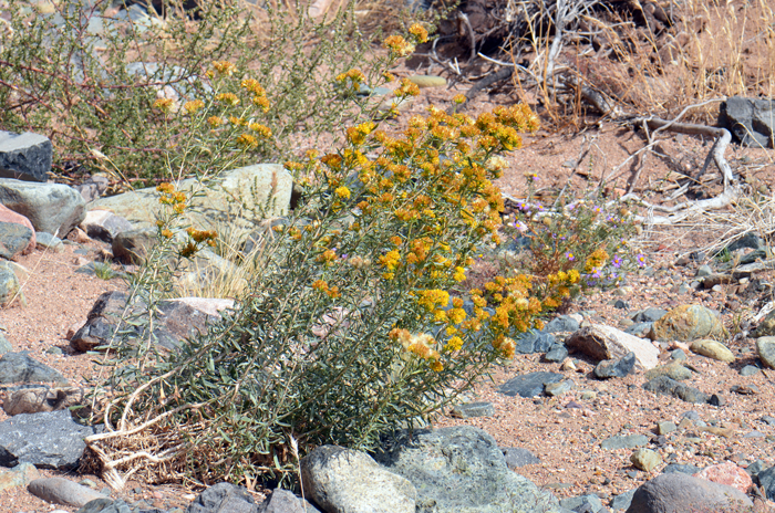 Rusby's Goldenbush habitat preferences are lower and upper deserts, pinyon-juniper, chaparral vegetation; Creosote Bush (Larrea) communities, washes, rocky, sandy and gravelly areas. Isocoma rusbyi